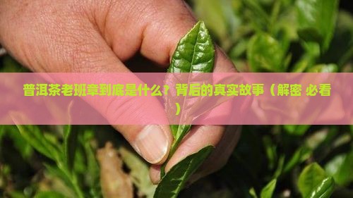 普洱茶老班章指什么