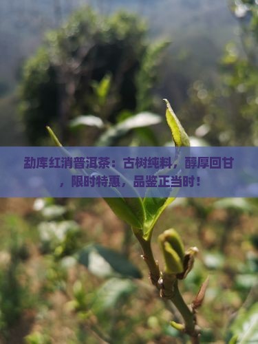 勐库红消普洱茶