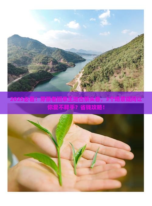 芽茶老班章王地古茶头春