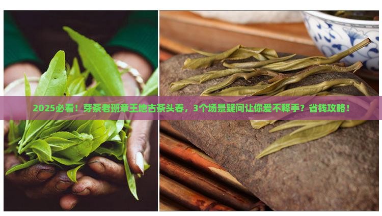 芽茶老班章王地古茶头春