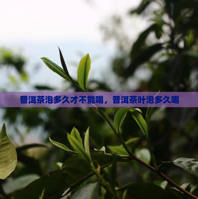 普洱茶泡多久才不能喝