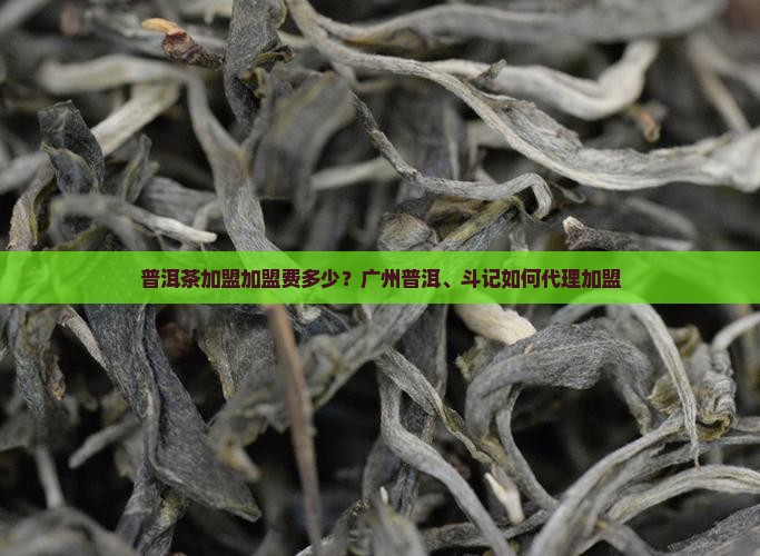 广州普洱茶如何代理加盟
