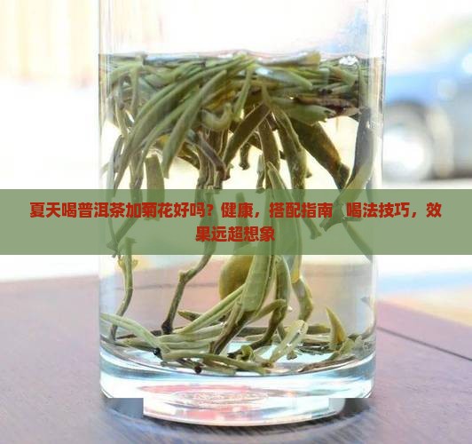 夏天喝普洱茶加菊花好吗
