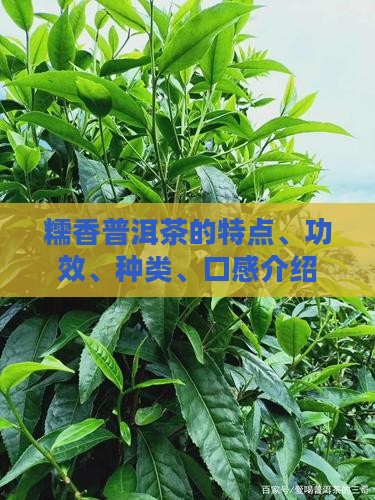 糯香普洱茶的特点