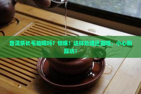 普洱茶长毛能喝吗