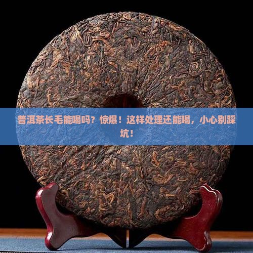 普洱茶长毛能喝吗