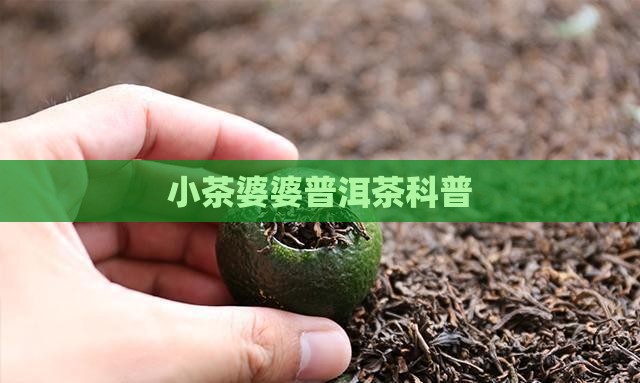 小茶婆婆普洱茶科普