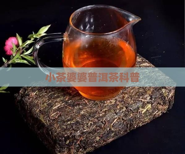 小茶婆婆普洱茶科普