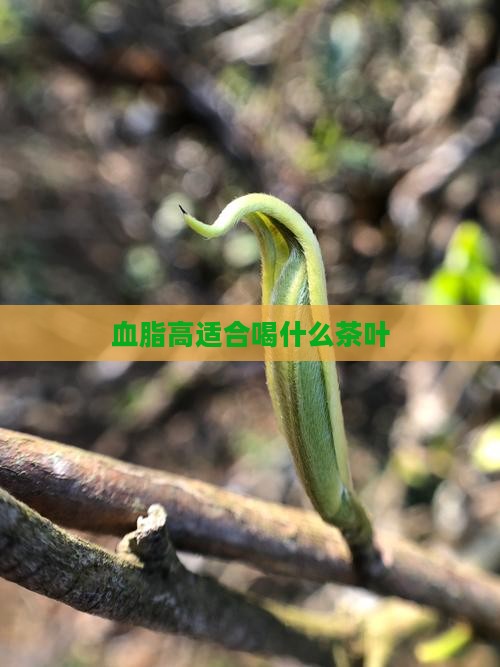 血脂高适合喝什么茶叶