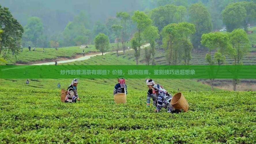 炒作的普洱茶有哪些