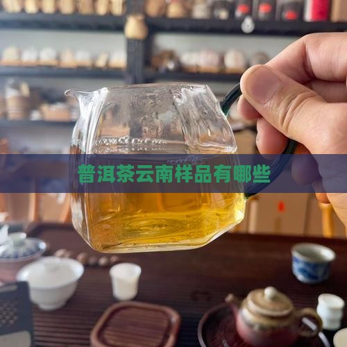 普洱茶有哪些样品