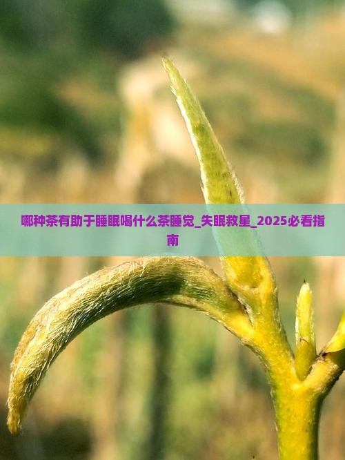 哪种茶有助于睡眠喝什么茶睡觉