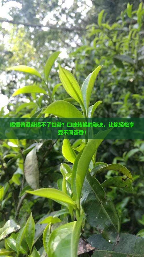 喝惯普洱茶喝不了红茶