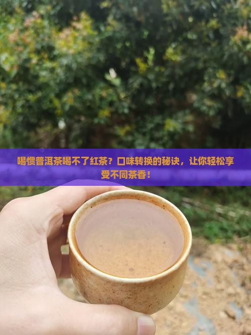 喝惯普洱茶喝不了红茶
