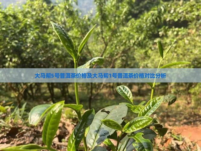 大马帮5号普洱茶价格