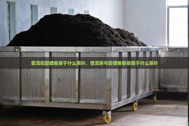 普洱碧螺春属于什么茶