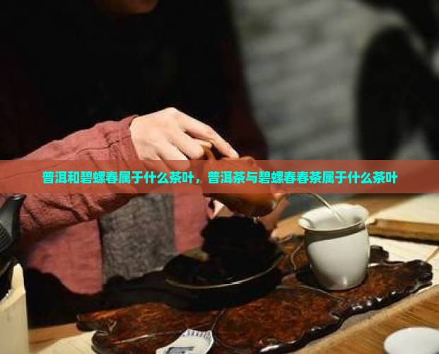 普洱碧螺春属于什么茶