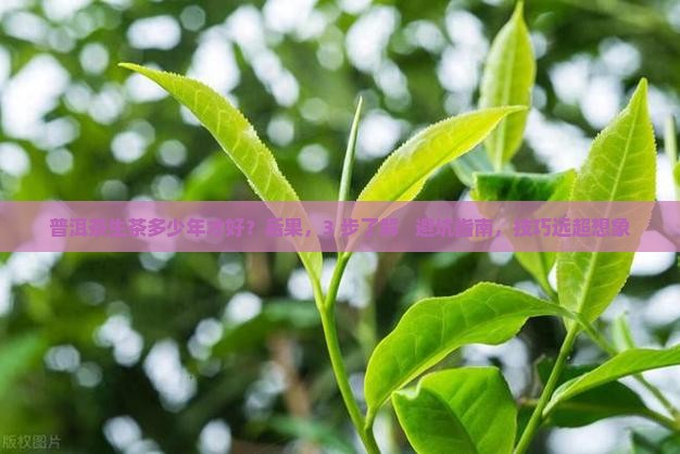 普洱茶生茶多少年才好