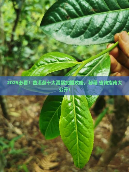 普洱茶十大高端品牌加盟