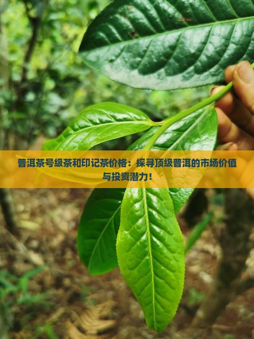 普洱茶号级茶和印记茶价格