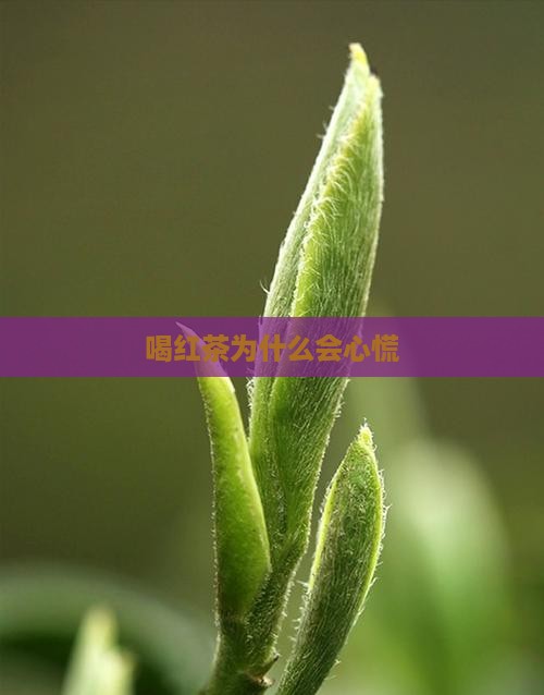 喝红茶为什么会心慌