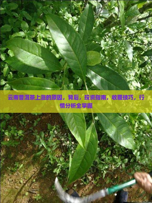 云南普洱茶上涨的原因