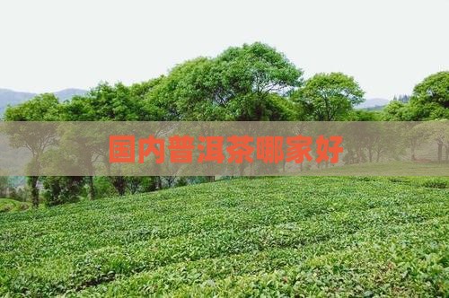 国内普洱茶哪家好