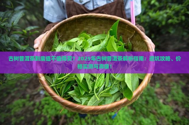 古树普洱茶特点与价格