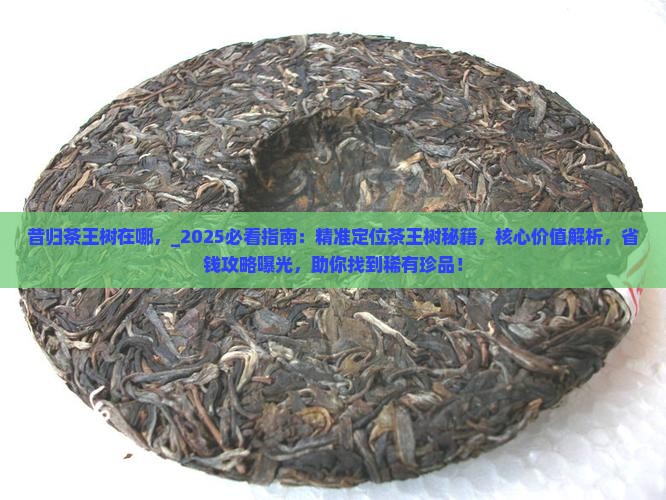昔归茶王树在哪