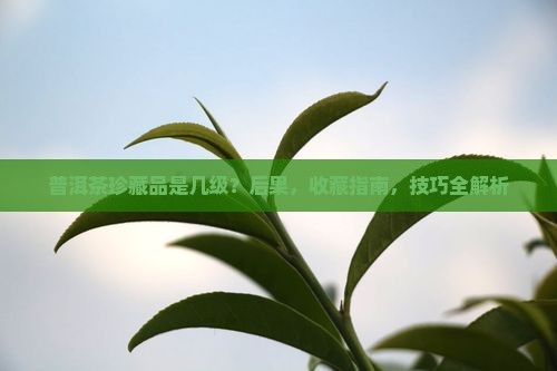 普洱茶珍藏品是几级