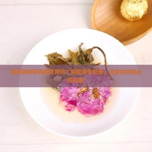 普洱茶树籽的功效与作用