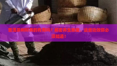 普洱茶树籽的功效与作用