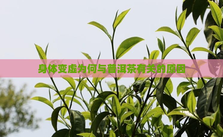 喝普洱茶身体变虚怎么回事