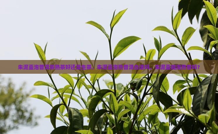朱泥壶泡普洱茶熟茶