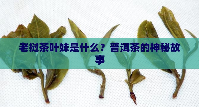 老挝茶叶妹是什么意思