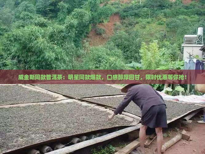 威金斯同款普洱茶