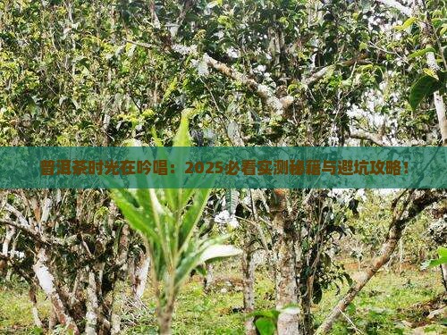 普洱茶时光在吟唱