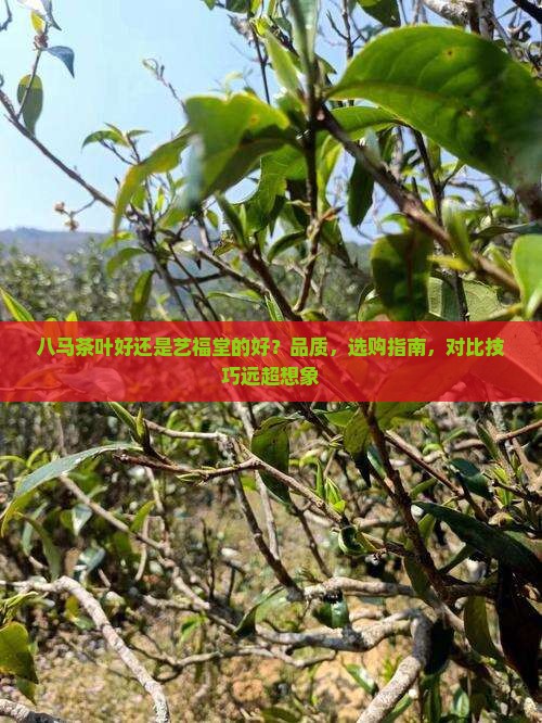 八马茶叶好还是艺福堂的好