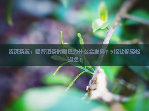 资深茶友：喝普洱茶时嘴巴为什么会发麻？5招让你轻松避免！