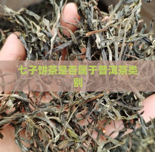 七子饼茶是否属于普洱茶类别