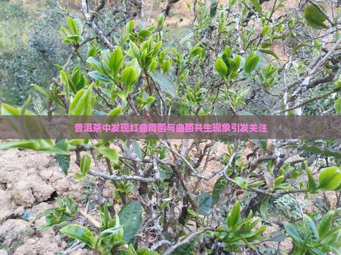 普洱茶中发现红曲霉菌与曲菌共生现象引发关注