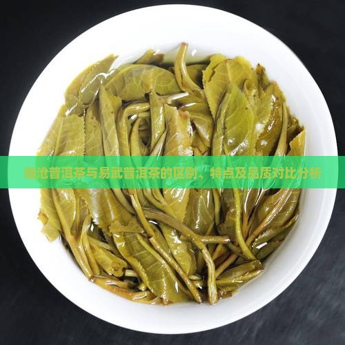 临沧普洱茶与易武普洱茶的区别、特点及品质对比分析