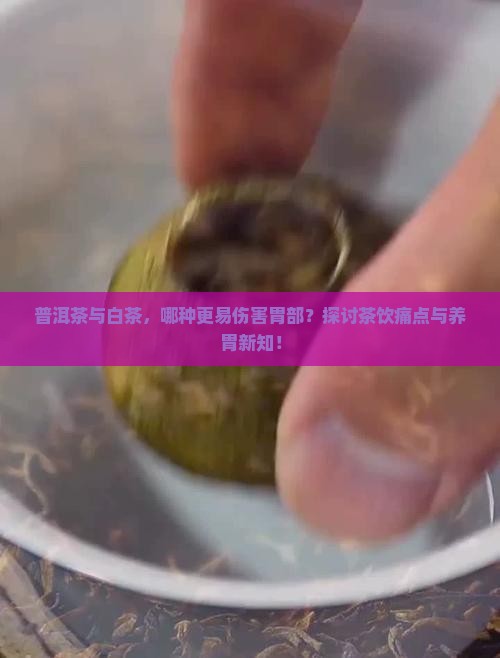 普洱茶与白茶，哪种更易伤害胃部？探讨茶饮痛点与养胃新知！