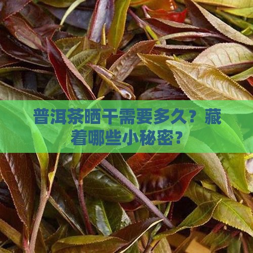 普洱茶晒干需要多久？藏着哪些小秘密？