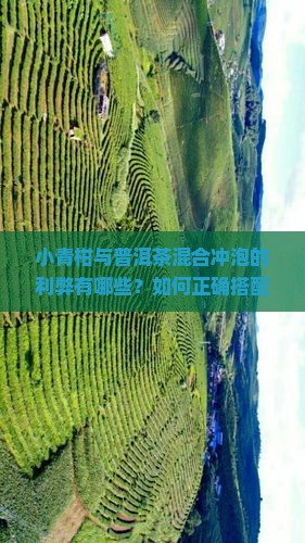 小青柑与普洱茶混合冲泡的利弊有哪些？如何正确搭配饮用？是否适合所有人？