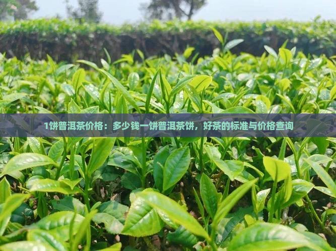 1饼普洱茶价格：多少钱一饼普洱茶饼，好茶的标准与价格查询