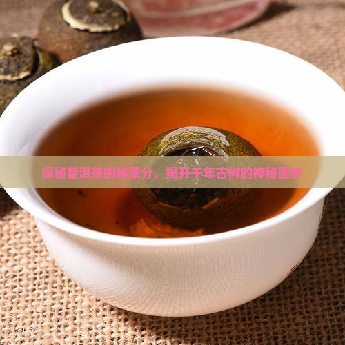 探秘普洱茶的秘蒙分，揭开千年古树的神秘面纱