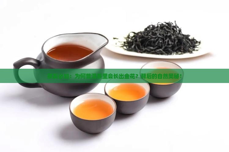 茶友必知：为何普洱茶里会长出金花？背后的自然奥秘！