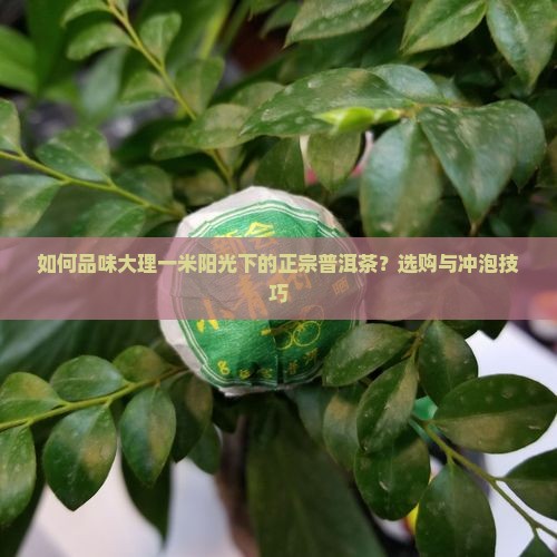 如何品味大理一米阳光下的正宗普洱茶？选购与冲泡技巧