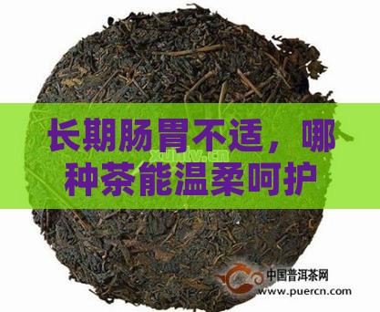 长期肠胃不适，哪种茶能温柔呵护我的胃？